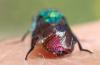 Chrysura radians
